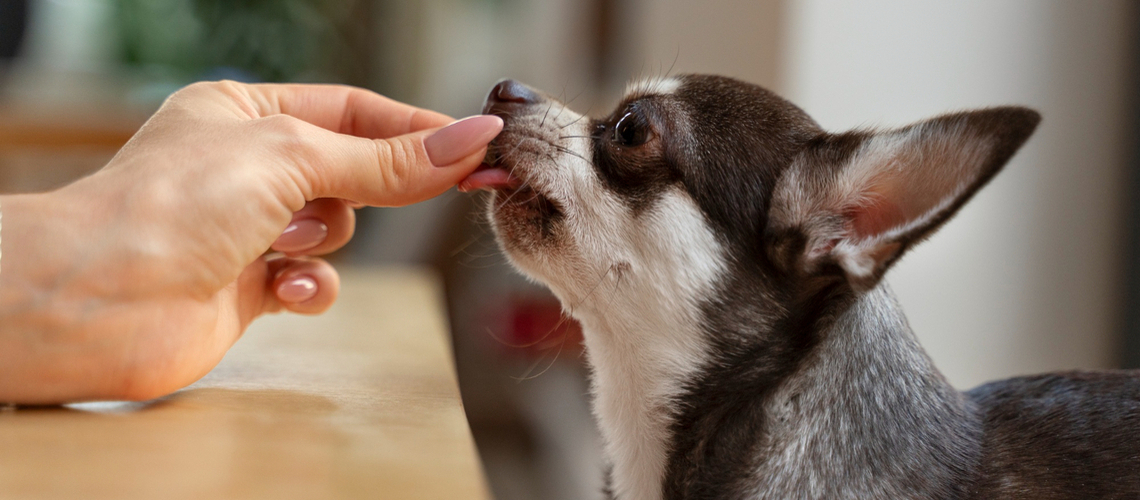 vermifuge pour chien