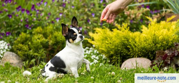 un propriétaire dresse son chiot