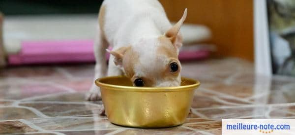 un chiot qui mange dans sa gamelle