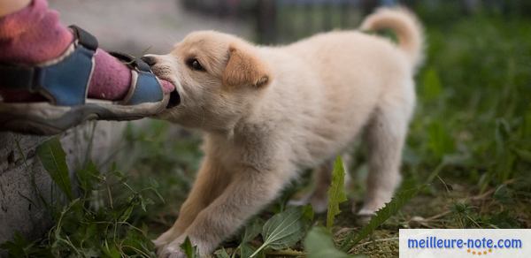 un chiot mord un pied
