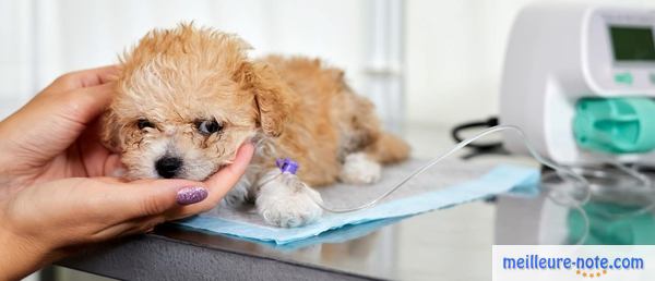 un chien malade chez le vétérinaire