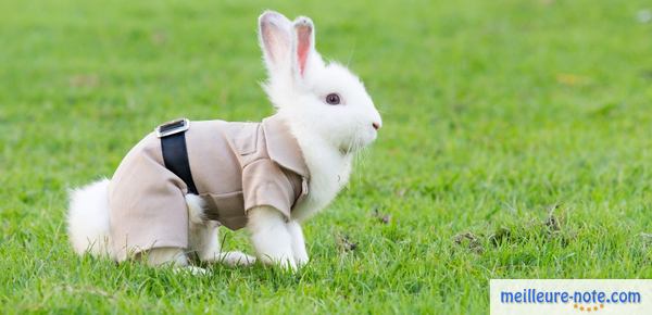 un lapin blanc en costume