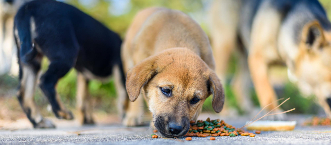 Croquettes pour chien dures ou molles