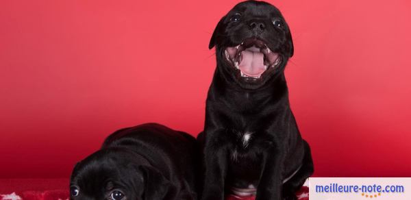 deux petits chiots noir