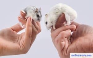 deux hamsters et deux mains