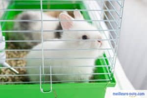 deux lapereaux blanc dans une cage