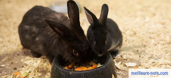 deux lapins noir qui mangent dans leur gamelle
