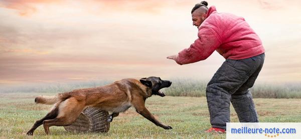 un éducateur dresse un chien