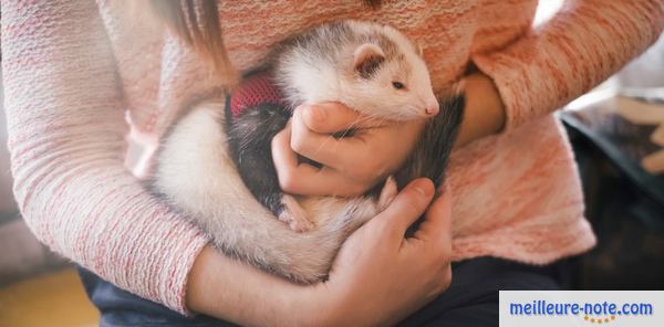 un furet avec un harnais