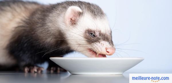 un furet avec son assiette