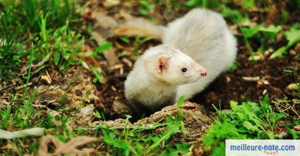 un furet blanc dans un parc