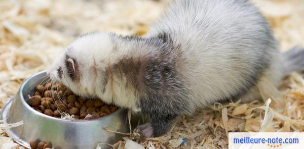 un furet mange des croquettes