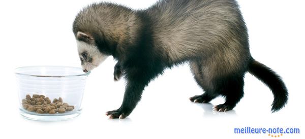 un furet gris près de sa nourriture