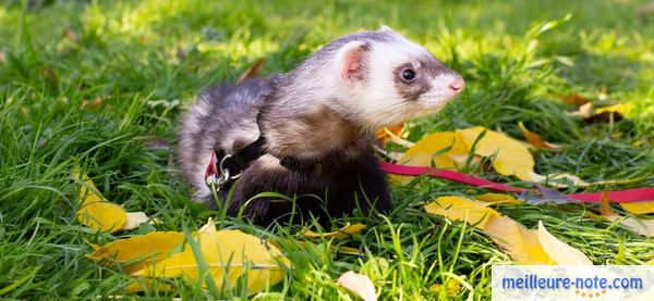 un furet avec son harnais