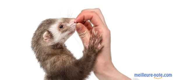 une propriétaire donne de la friandise à son furet
