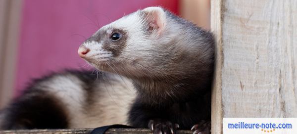 un furet noir et blanc 