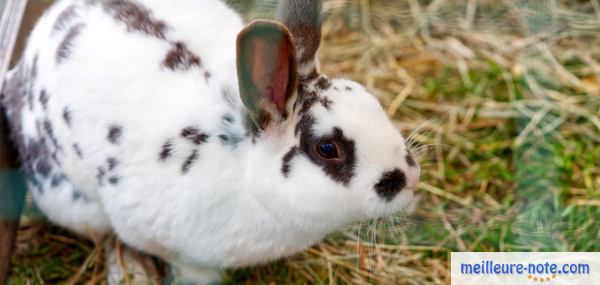 un lapin géant français