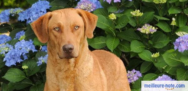 un chien marron près de l'hortensia