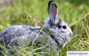 un lapin promené en laisse