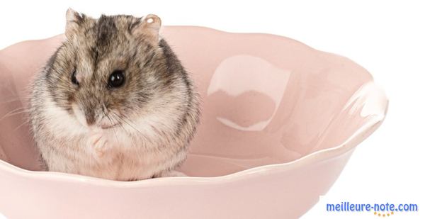 un hamster Roborovski dans un bol