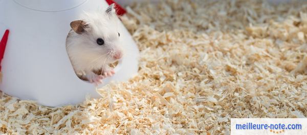 un hamster blanc dans une litière