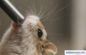 un hamster boit de l'eau