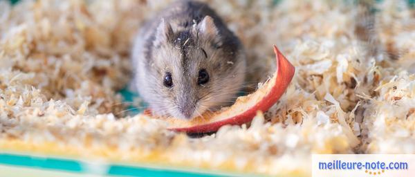 un hamster chinoise dans un litière