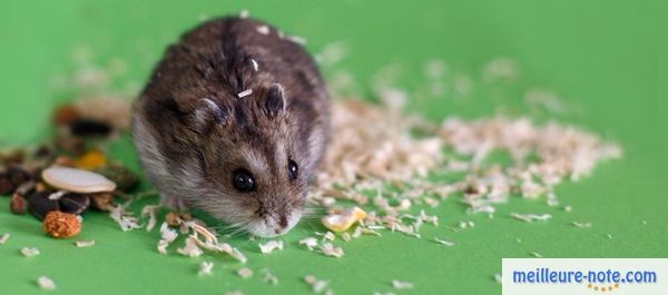 un petit hamster Russe