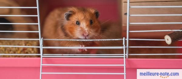 un petit hamster roux dans sa cage