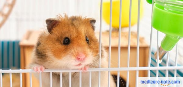 un hamster marron dans une cage avec un abreuvoir