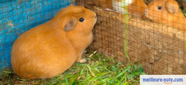 un hamster marron dans une cage 