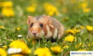 un hamster marron dans le jardin