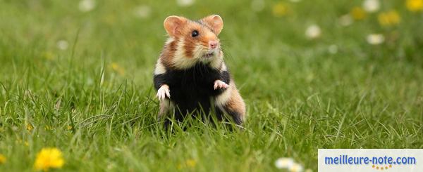 un hamster d'Alsace dans le jardin