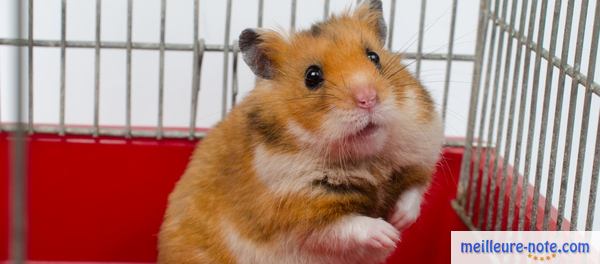 un hamster doré dans sa cage