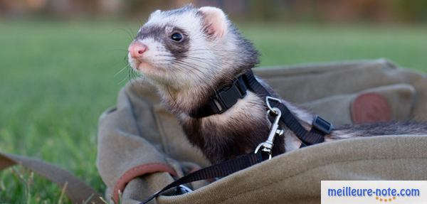 un furet se repose
