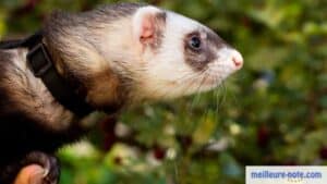 un furet avec son harnais
