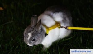 un beau lapin avec un harnais jaune