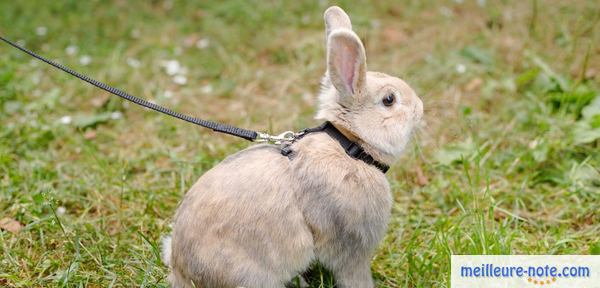 un lapin beige avec son harnais