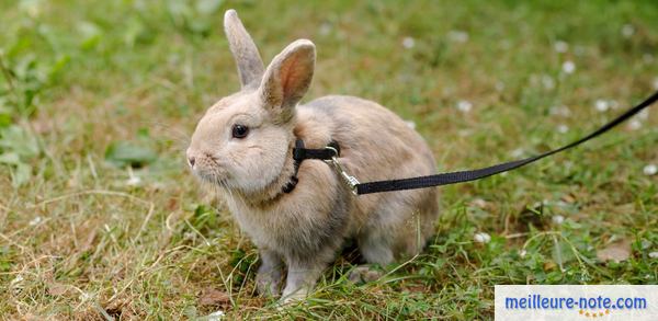 un lapin avec un harnais en H