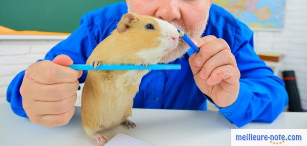 un homme professionnel avec un hamster