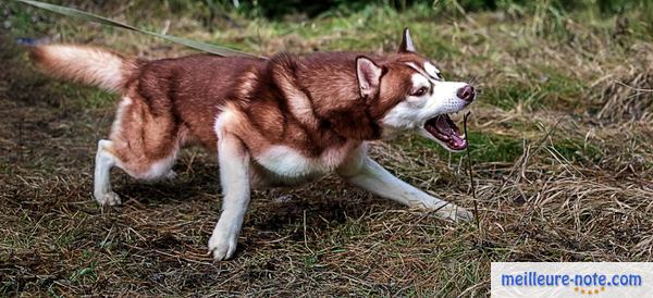 un chien husky marron aboi 