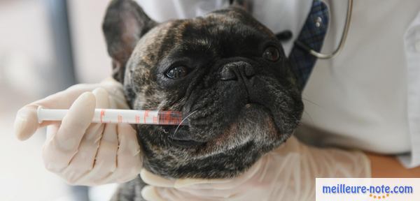 un vétérinaire injecte de la médicament à un chien