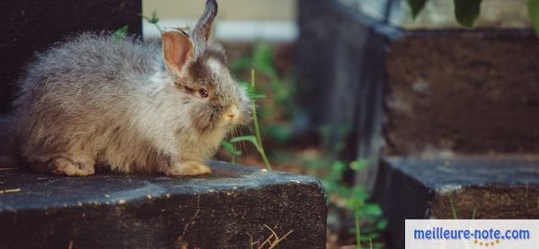 un petit lapin se repose