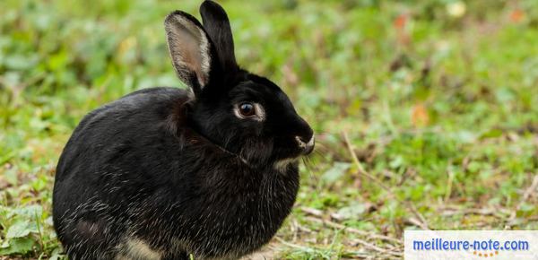 un lapin chamois de Thuringe