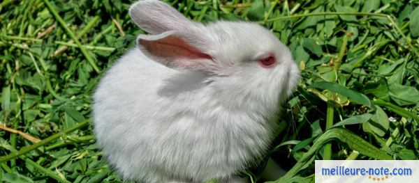 un lapin Hermine polonais