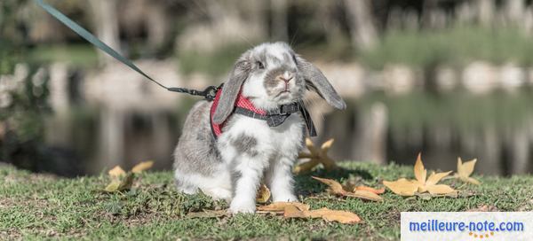 un lapin avec un harnais rouge