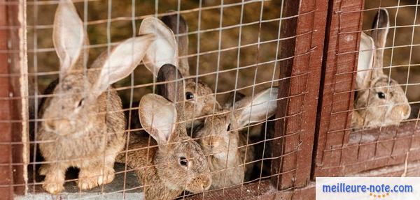 des lapins dans leur enclos
