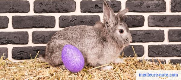 un lapin gris près de son jouet