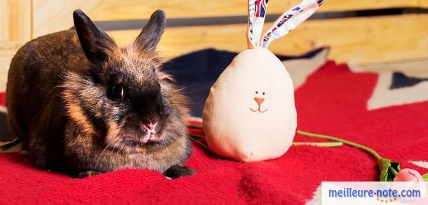un lapin près de son jouet
