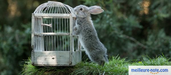 un lapin pousse une cage